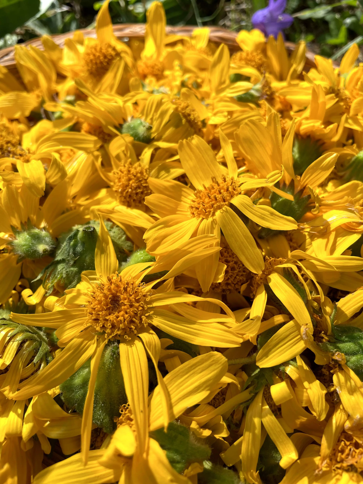 Céline PERPIGNA Praticien de médecine alternative à Aubignan Arnica Céline PERPIGNA Praticien de médecine alternative à Aubignan Arnica