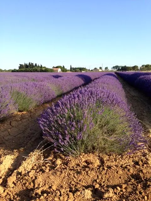 Céline PERPIGNA Praticien de médecine alternative à Aubignan Lavande Céline PERPIGNA Praticien de médecine alternative à Aubignan Lavande