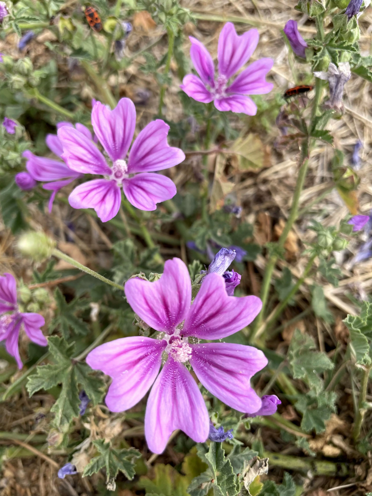 Céline PERPIGNA Praticien de médecine alternative à Aubignan Mauve Céline PERPIGNA Praticien de médecine alternative à Aubignan Mauve