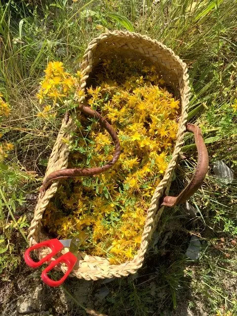 Céline PERPIGNA Praticien de médecine alternative à Aubignan Millepertuis Céline PERPIGNA Praticien de médecine alternative à Aubignan Millepertuis