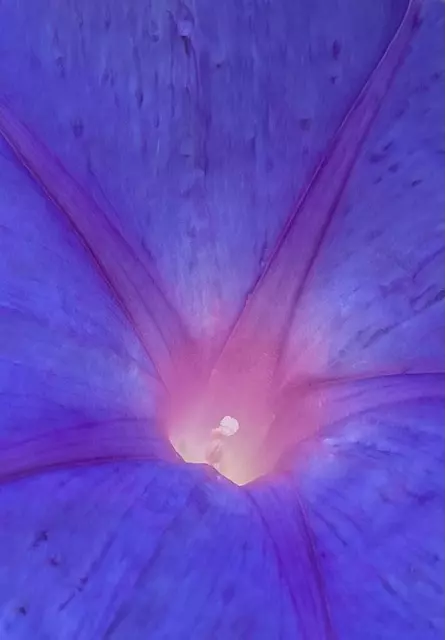 Ipomée Céline PERPIGNA Praticien de médecine alternative à Aubignan Ipomée Céline PERPIGNA Praticien de médecine alternative à Aubignan